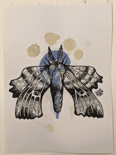 moth-6-2014-poor-quality-photo
